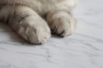 Foot of cat on white marble  background.