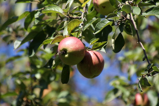 &Auml;pfel reif in Sonne am Baum Nahaufnahme malum