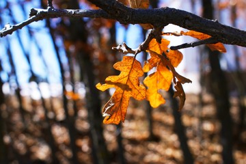 Close up on morning light reflected in fall orange leaves with blurry background.