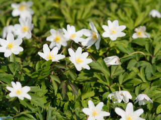 Anemone nemorosa | Tapis d'an&eacute;mone des bois aux t&eacute;pales blanc, &eacute;tamines jaunes, feuilles trifoli&eacute;es vert-clair lob&eacute;es, palm&eacute;es et dent&eacute;es
