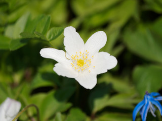 Fototapeta premium Gros plan sur tépales blanc d'anémone des bois ou Sylvie aux nombreuses étamines jaunes (Anemone nemorosa)