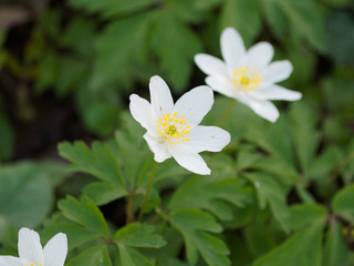 Anemone nemorosa | Anémone sylvie ou Anémone des bois, fleur solitaire sur tige à six tépales blanc étamines jaunes tapissant les sous-bois
