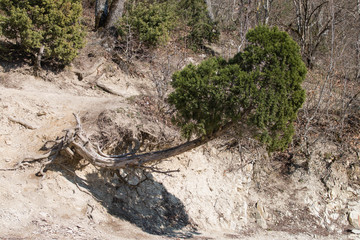  relict tree of the south of Russia