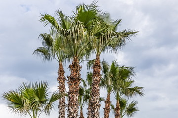 tall palm trees   near Kemer, Turkey