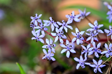 Winzige lila Blüten