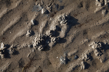 Wattwurm haufen, Wattenmeer, Nordsee Küste, Deutschland