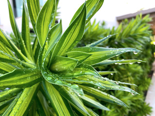 Obraz premium Close up of tropical plant with sharp leaves and water droplets