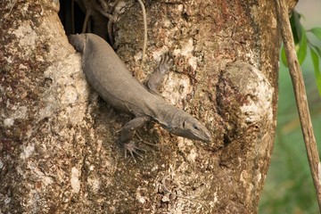 lizard on a tree