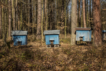 Bee hives in the forest. Old bee hives. Background.