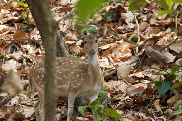 deer in the forest, Chitwan National park, Nepal 