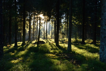 Fototapeta premium Wald