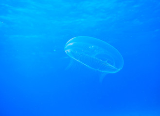 Naklejka na ściany i meble This is a beautiful jellyfish