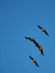pelicans