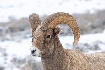 Bighorn Sheep Ram in Snow in Wyoming in Winter