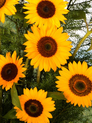 Sunflowers