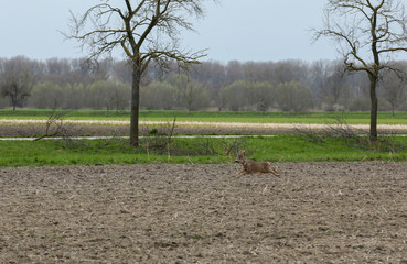Reh auf der Flucht