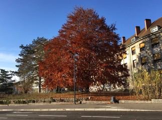 Naklejka premium Autumn colors in Besançon, France