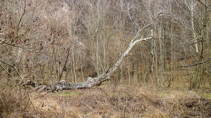 Fallen tree lays across a forest. The forest is located in Medven / Bulgaria. In the forest is located The waterfall "Sini vir". The season is late winter.  