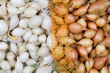 Small bulbs of yellow, white onion sets ready to planting.