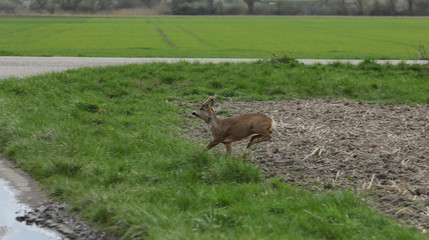 Reh auf der Flucht