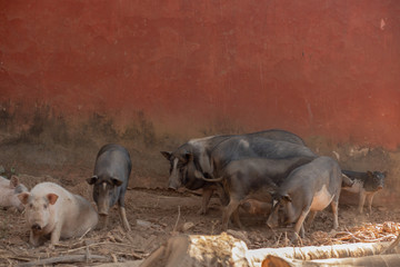 Pigs posing for picture in India