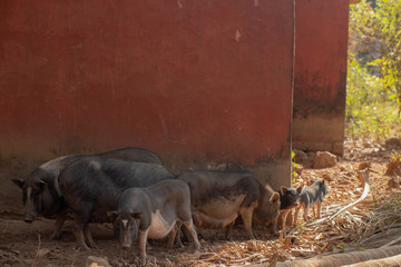 Pigs posing for picture in India