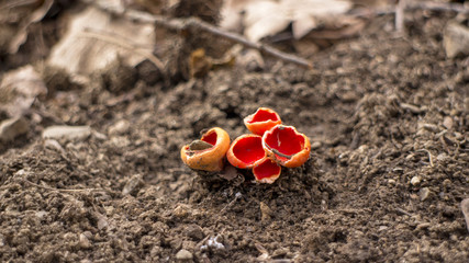 Beautiful red Sarcoscypha from central Europe forests, Bulgaria. The forest is located in village Medven.