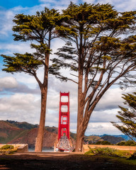 Through the Cypress Trees featuring San Francisco's Golden Gate Bridge at the Overlook