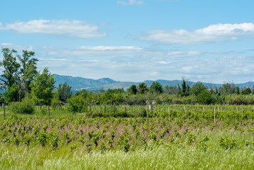 Fototapeta na wymiar landscape with green field and blue sky, vineyard in france