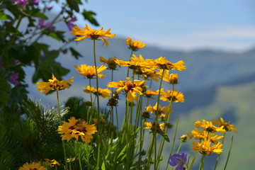 Alpenblumen