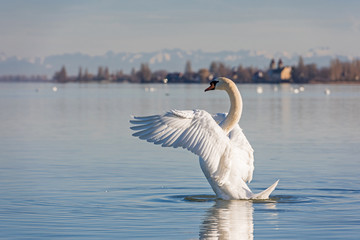 Swan (Cygnus olor) on Lake Constance (Bodensee), nature reserve, Mettnau peninsula, Radolfzell,...