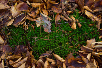 Green grass on a background of brown leaves. Background. Texture.