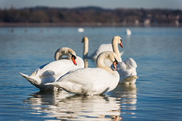 Swans (Cygnus olor) on Lake Constance (Bodensee), nature reserve, Mettnau peninsula, Radolfzell, District of Constance, Baden-Wuerttemberg, Germany