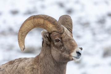 Bighorn Sheep Ram in Snow in Wyoming in Winter
