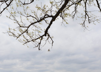 A Bird in Flight