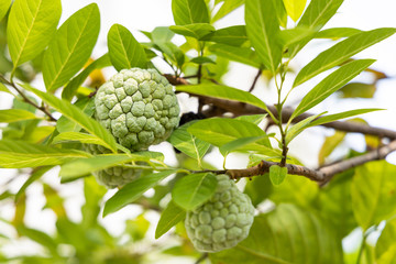 Sugar apple fruit(Custard apple) hanging on the tree
