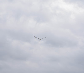 Bird soaring on a windy day