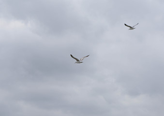 Birds Traveling by the wind
