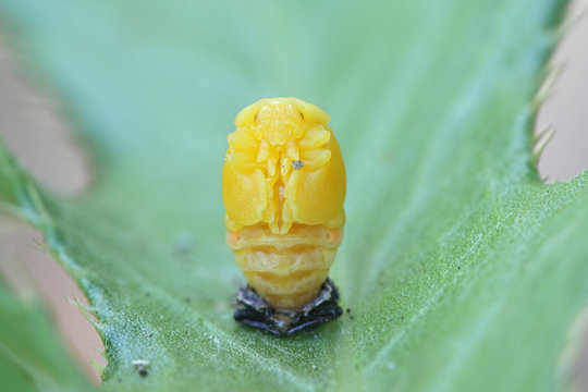 Putapete Insect รูปภาพPupate – เลือกดูภาพถ่ายสต็อก เวกเตอร์ และวิดีโอ1,699 | Adobe Stock