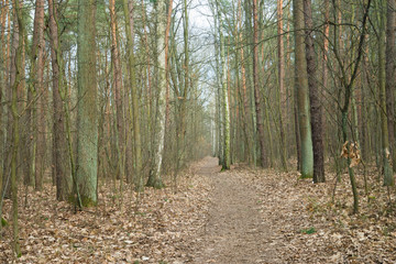 footpath in fall forest
