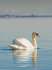 Fototapeta premium Swan (Cygnus olor) on Lake Constance (Bodensee), nature reserve, Mettnau peninsula, Radolfzell, District of Constance, Baden-Wuerttemberg, Germany 