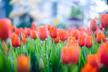 Beautiful orange tulips flower with water drops  in the garden