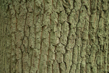 oak bark texture background
