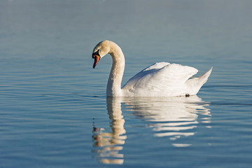 Swan (Cygnus olor) on Lake Constance (Bodensee), nature reserve, Mettnau peninsula, Radolfzell, District of Constance, Baden-Wuerttemberg, Germany 