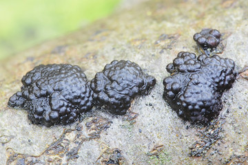 Hypoxylon multiforme, known as  Birch Woodwart, fungus from Finland