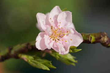 cherry tree blossom