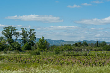 Fototapeta na wymiar landscape with trees and blue sky, vineyard in france