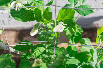 Young pea pods with white flower on metal trellis fence near brick wall siding backyard garden