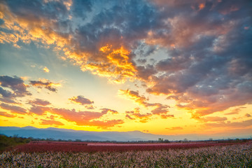  orchard of peach trees in bloomed in spring