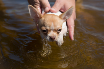 Chihuahua puppy learns to swim. Puppy in the water. The puppy is held by a man.